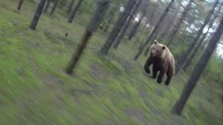 Bear Attacks when Bike Touring