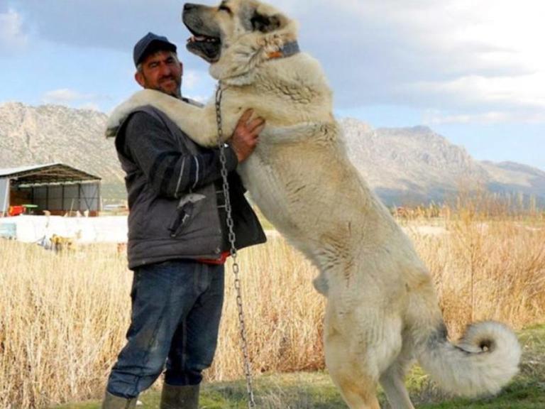 Kangal dog. I hope you won't encounter one. 